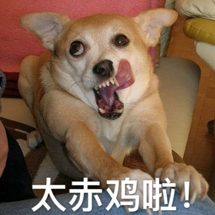 动物带字的搞笑图片 你的良心不会痛吗