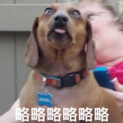 动物带字的搞笑图片 你的良心不会痛吗