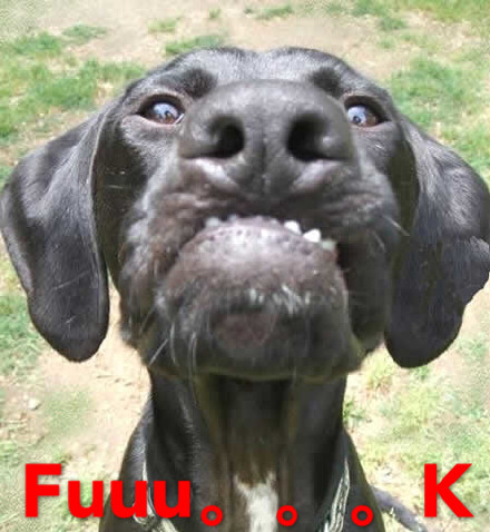 动物带字的搞笑图片 你的良心不会痛吗