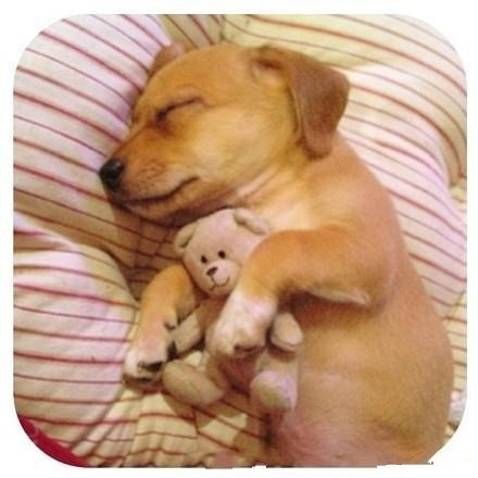 关于动物睡觉的可爱图片