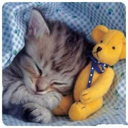 关于动物睡觉的可爱图片