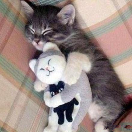 关于动物睡觉的可爱图片