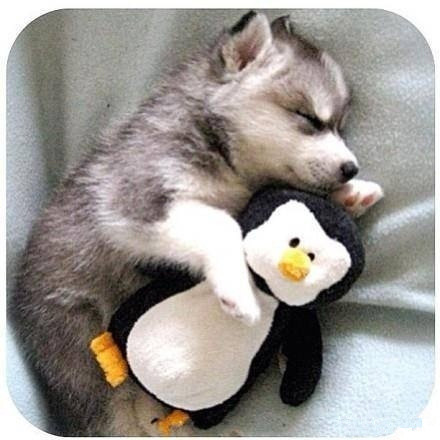 关于动物睡觉的可爱图片