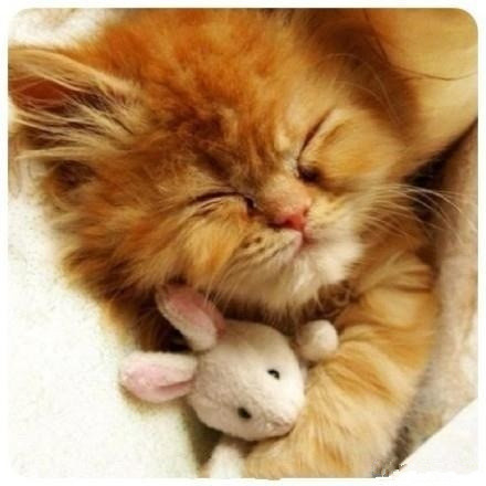 关于动物睡觉的可爱图片