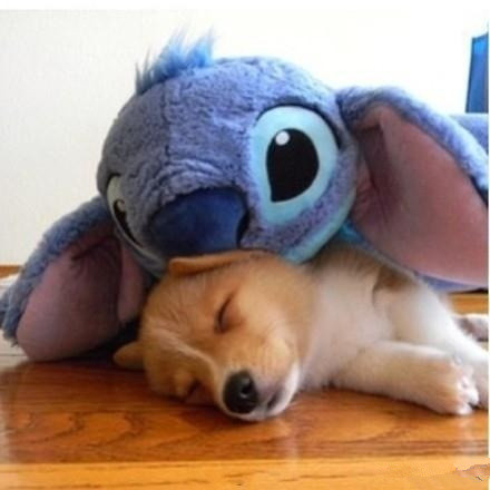 关于动物睡觉的可爱图片