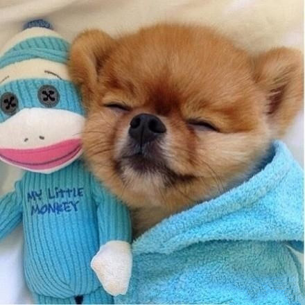 关于动物睡觉的可爱图片