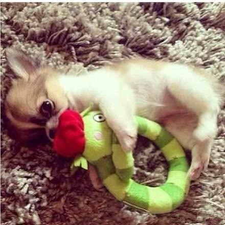 关于动物睡觉的可爱图片