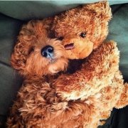 关于动物睡觉的可爱图片