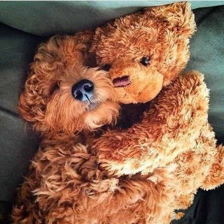 关于动物睡觉的可爱图片