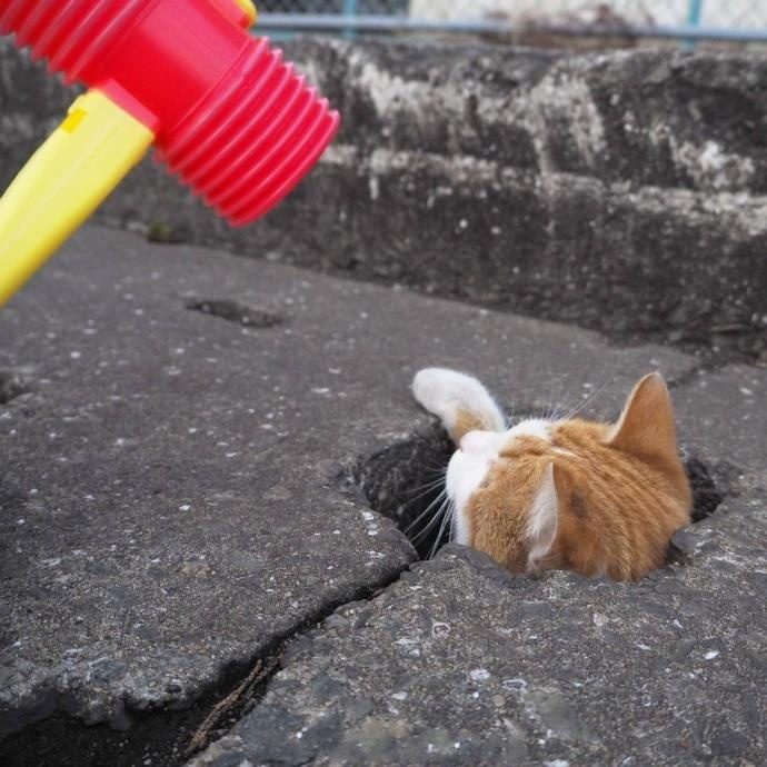 世上最可爱的小喵咪图片