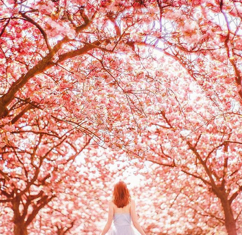 樱花图片唯美图片壁纸