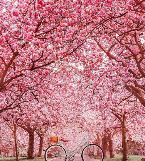 樱花图片唯美图片壁纸