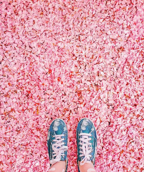 樱花图片唯美图片壁纸