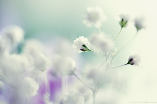 女生成熟坚强点的个性签名 人就要像向日葵一样微笑坚强