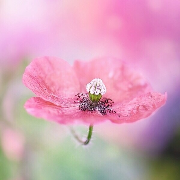 绽放的花朵图片 红色花朵唯美图片