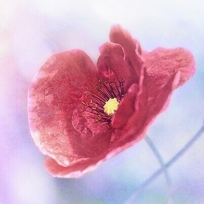 绽放的花朵图片 红色花朵唯美图片