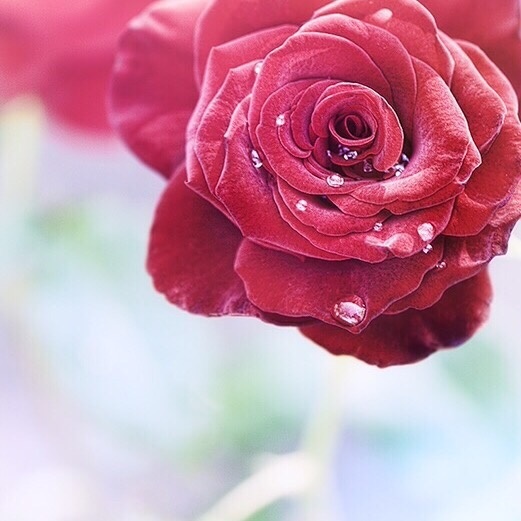 绽放的花朵图片 红色花朵唯美图片