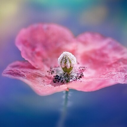 绽放的花朵图片 红色花朵唯美图片