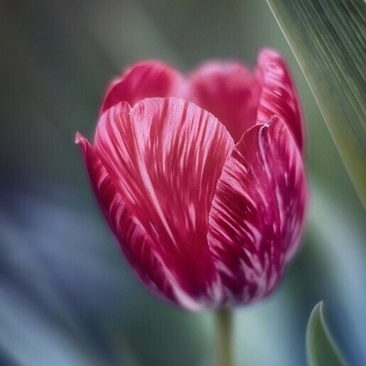 绽放的花朵图片 红色花朵唯美图片