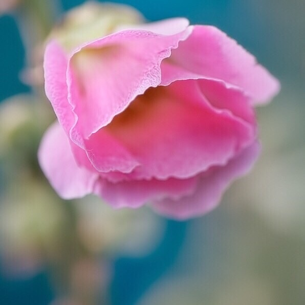 绽放的花朵图片 红色花朵唯美图片