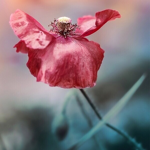 绽放的花朵图片 红色花朵唯美图片