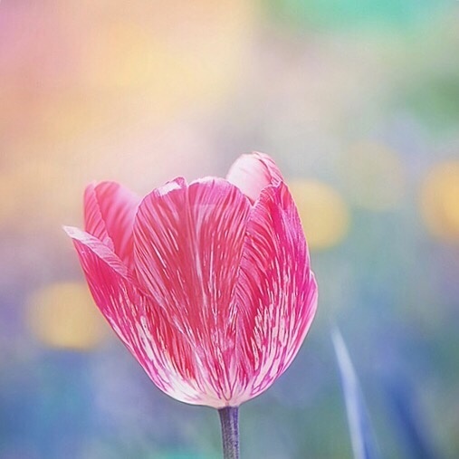 绽放的花朵图片 红色花朵唯美图片