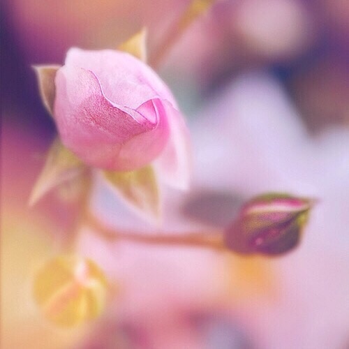 绽放的花朵图片 红色花朵唯美图片