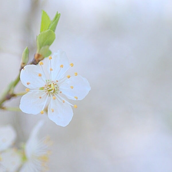 樱花的唯美图片，一起去看樱花吧！