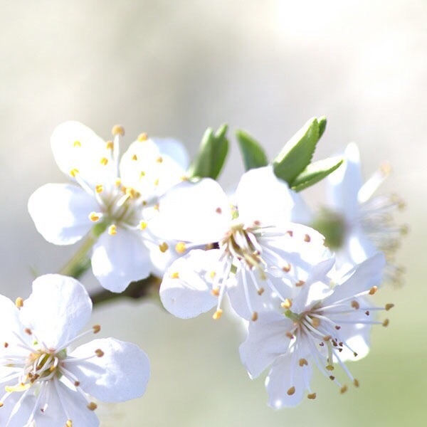 樱花的唯美图片，一起去看樱花吧！