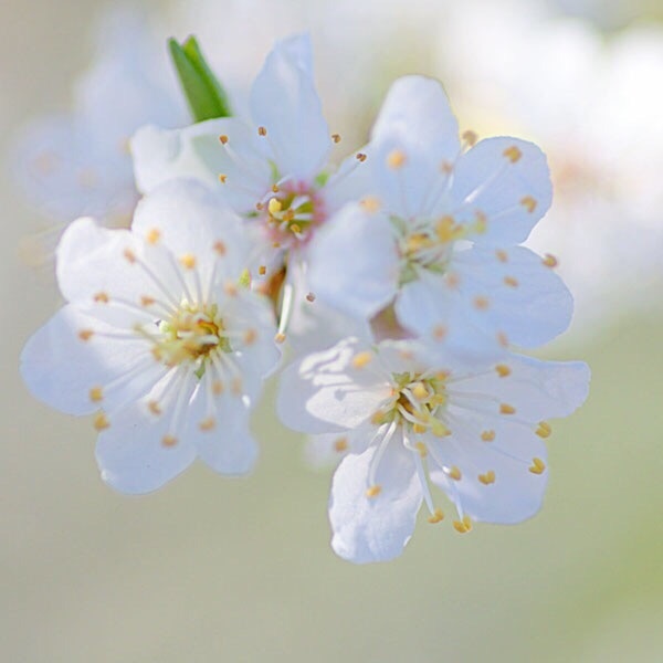 樱花的唯美图片，一起去看樱花吧！