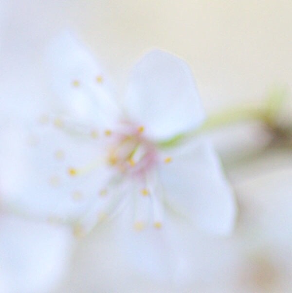 樱花的唯美图片，一起去看樱花吧！