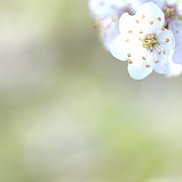 樱花的唯美图片，一起去看樱花吧！