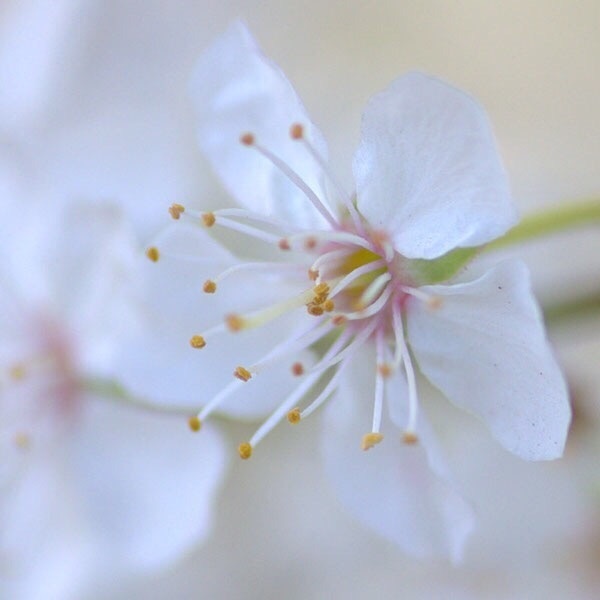樱花的唯美图片，一起去看樱花吧！