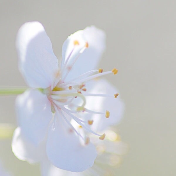 樱花的唯美图片，一起去看樱花吧！