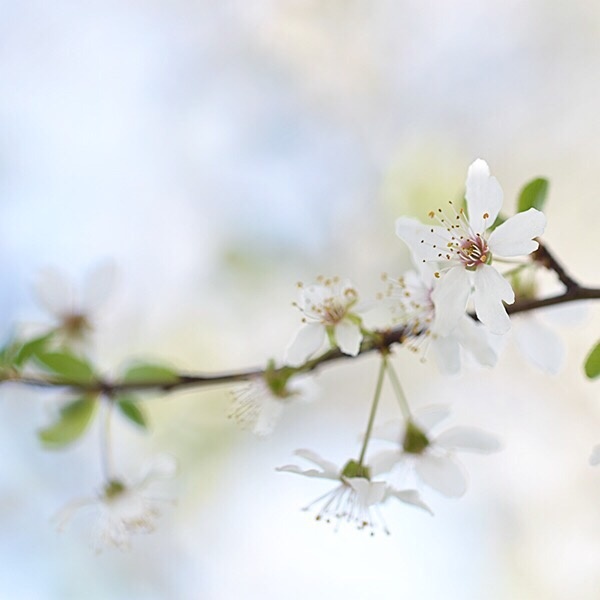 樱花的唯美图片，一起去看樱花吧！
