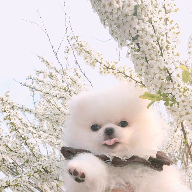 小狗和鲜花图片