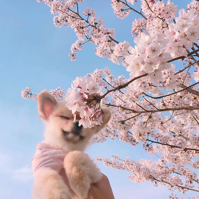 小狗和鲜花图片