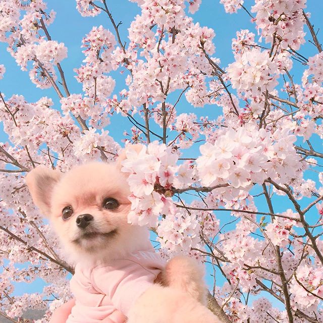 小狗和鲜花图片