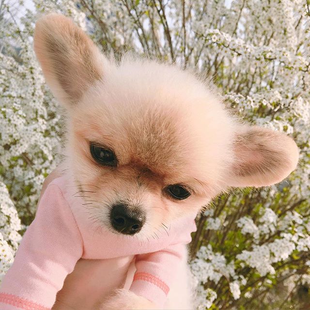 小狗和鲜花图片