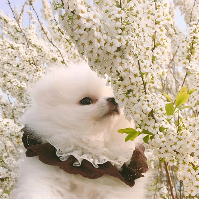 小狗和鲜花图片