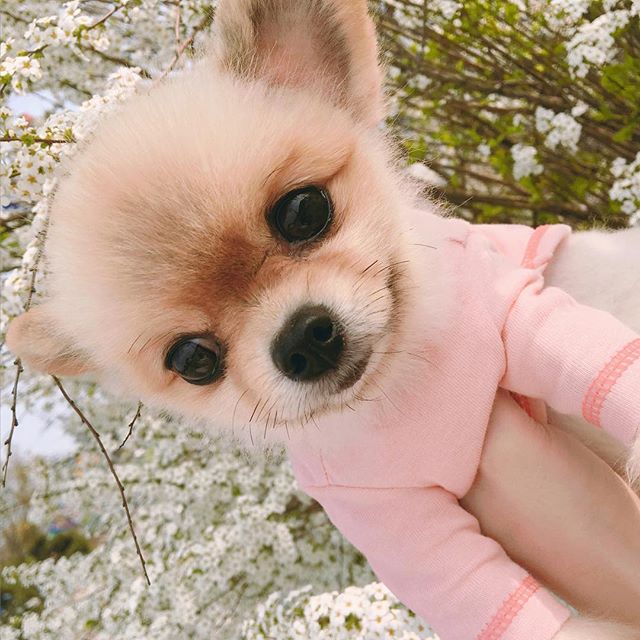 小狗和鲜花图片