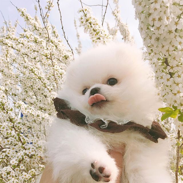 小狗和鲜花图片