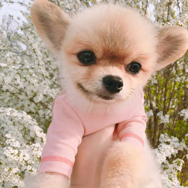 小狗和鲜花图片