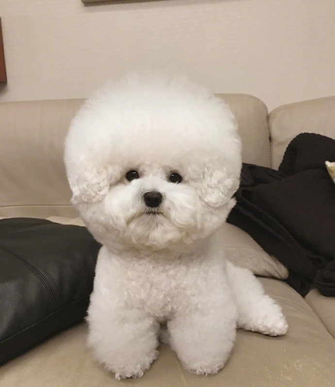 泰迪白色的狗狗图片