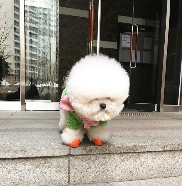 泰迪白色的狗狗图片