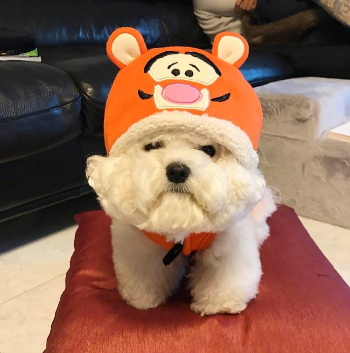 泰迪白色的狗狗图片