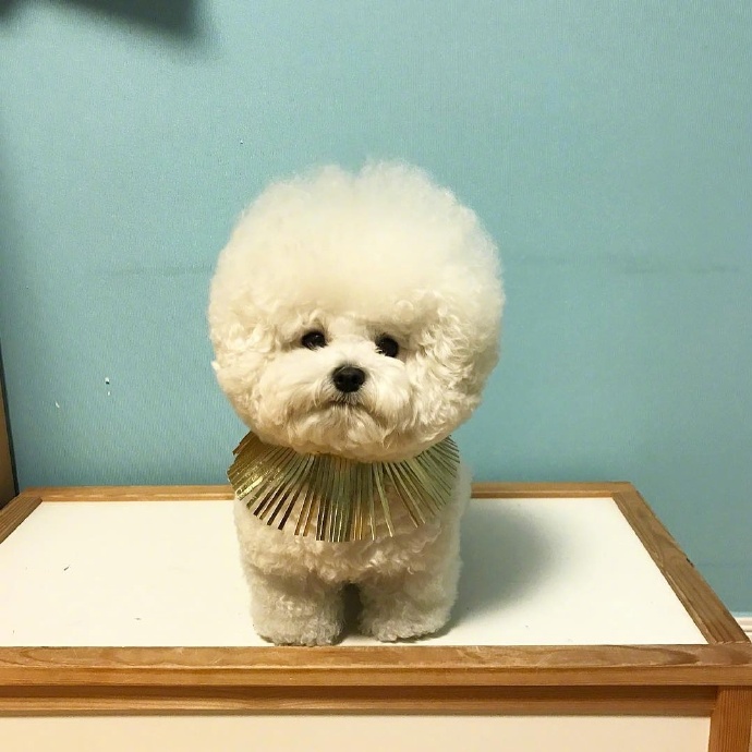 泰迪白色的狗狗图片