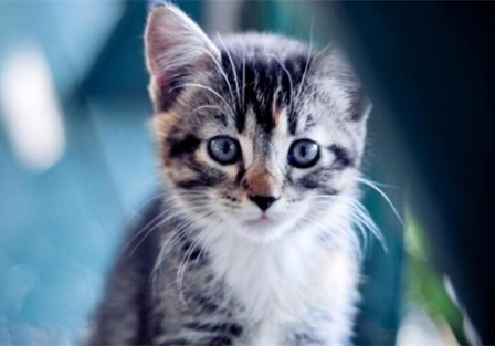 女生个性签名呆萌