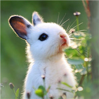 可爱兔子头像