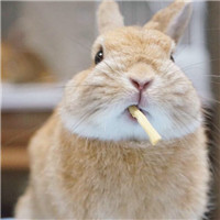 可爱兔子头像